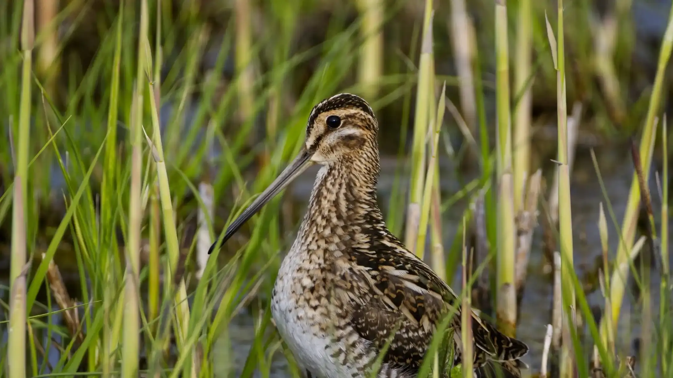 Snipe wading in shallow water