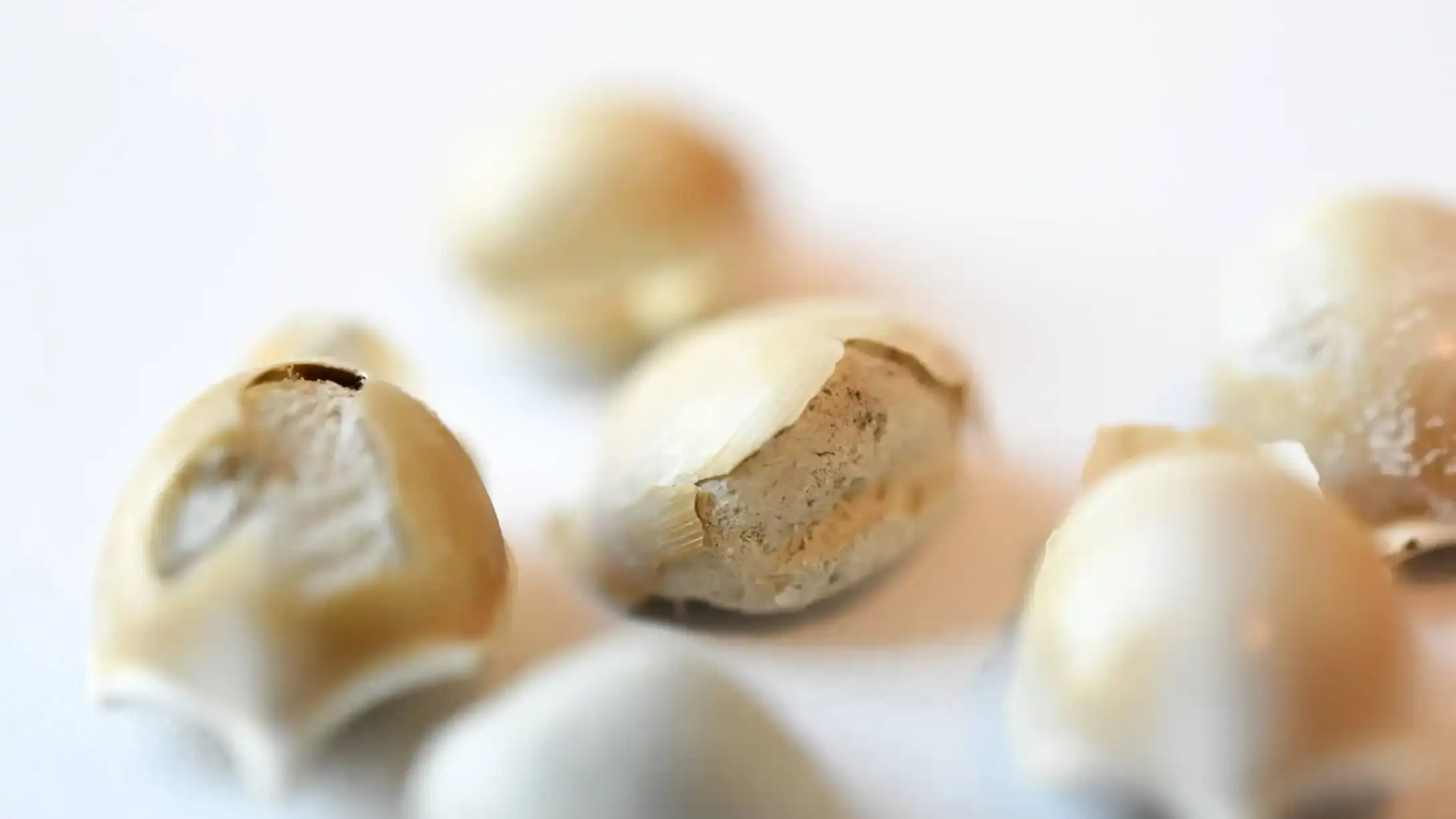 Sea snail shell fragments