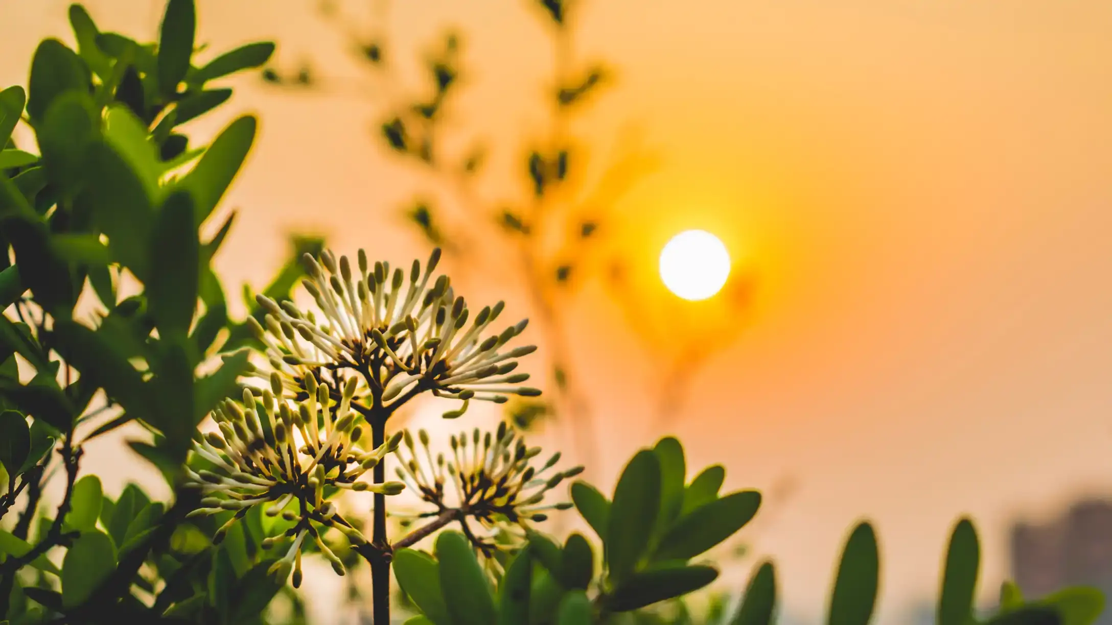 A green plant in sunlight