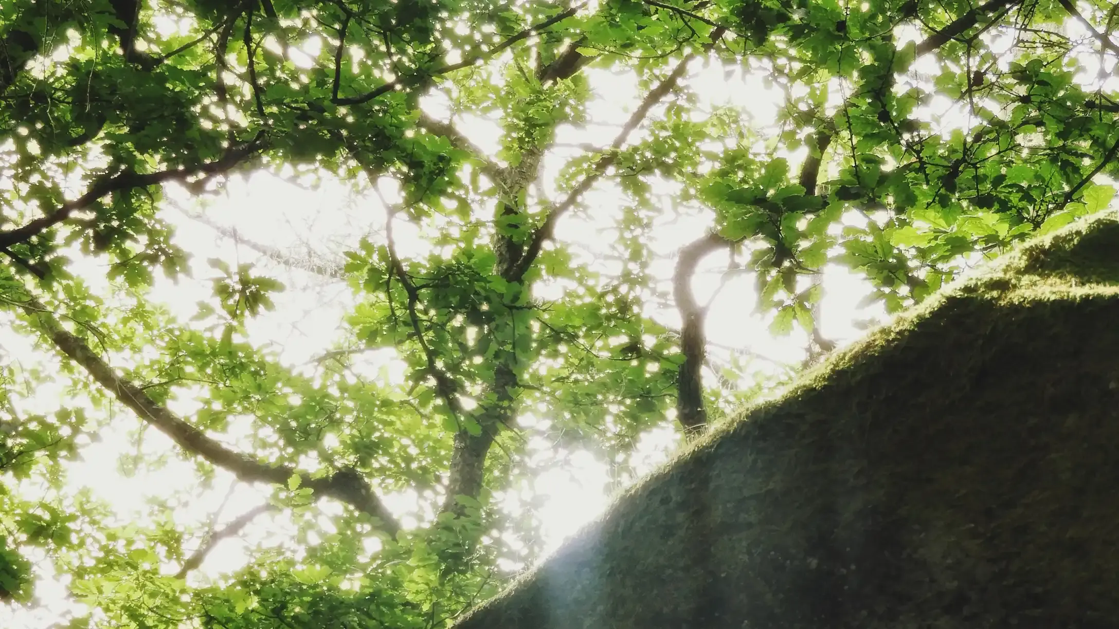 A large boulder sitting among trees in a forest