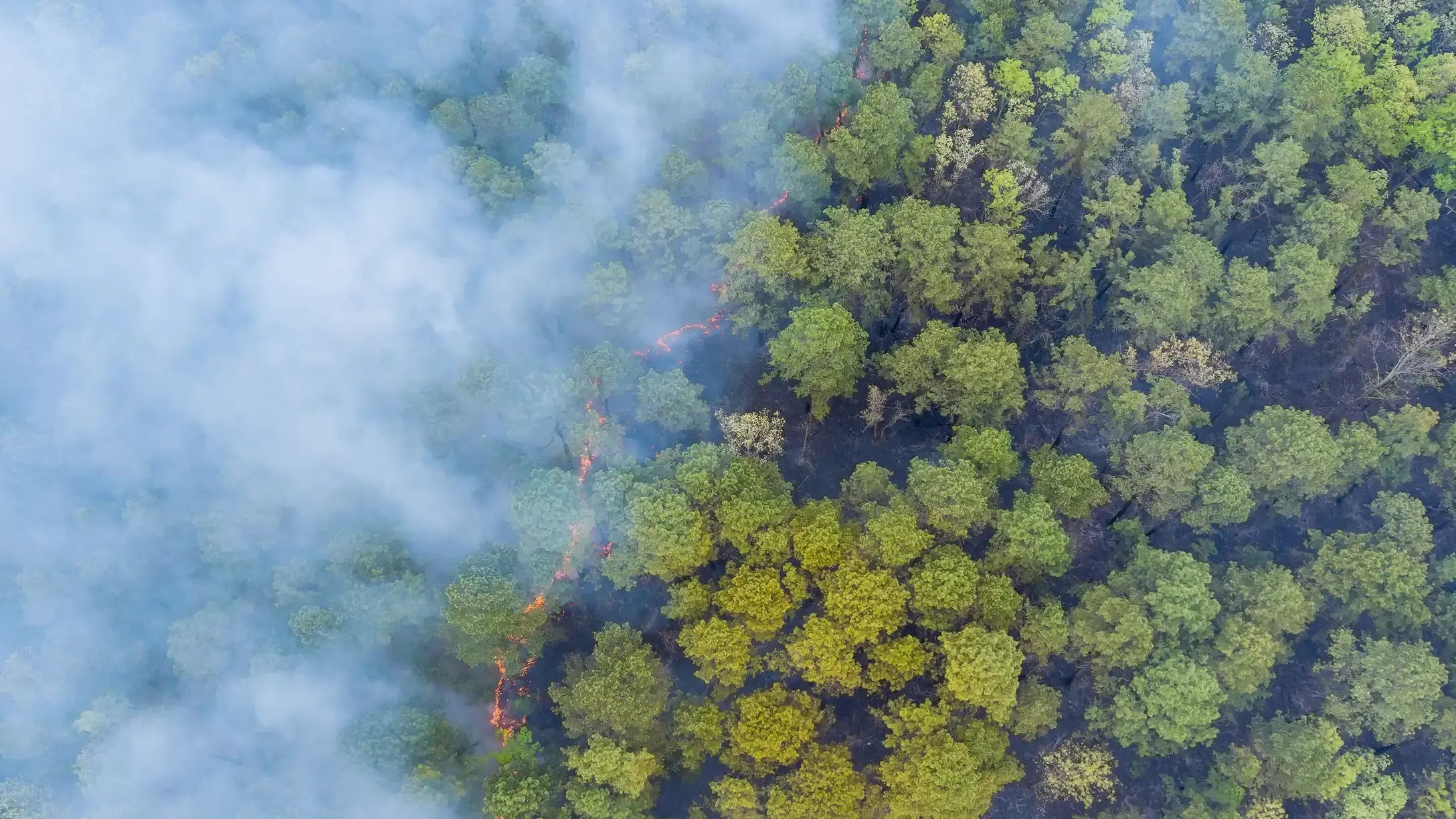 Panorama aerial wildfire is burning trees dry grass in the forest.