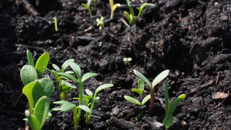 Plants in soil