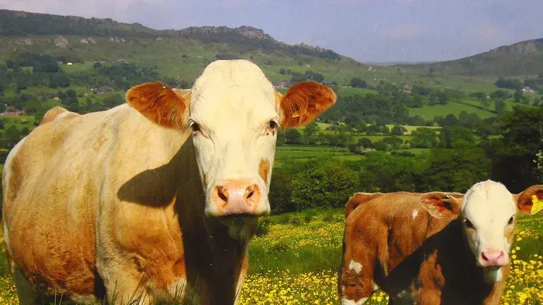 Cows in a field