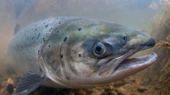 Close up of a salmon underwater