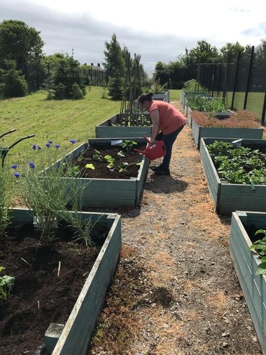 A person tending to plants in raised beds