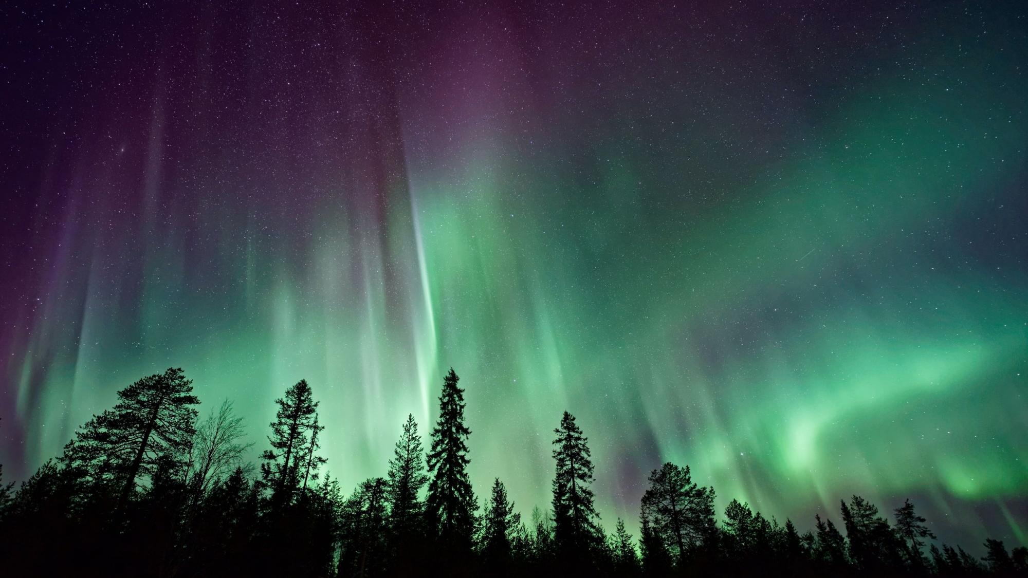 Silhouette of trees in front of Aurora Borealis at night