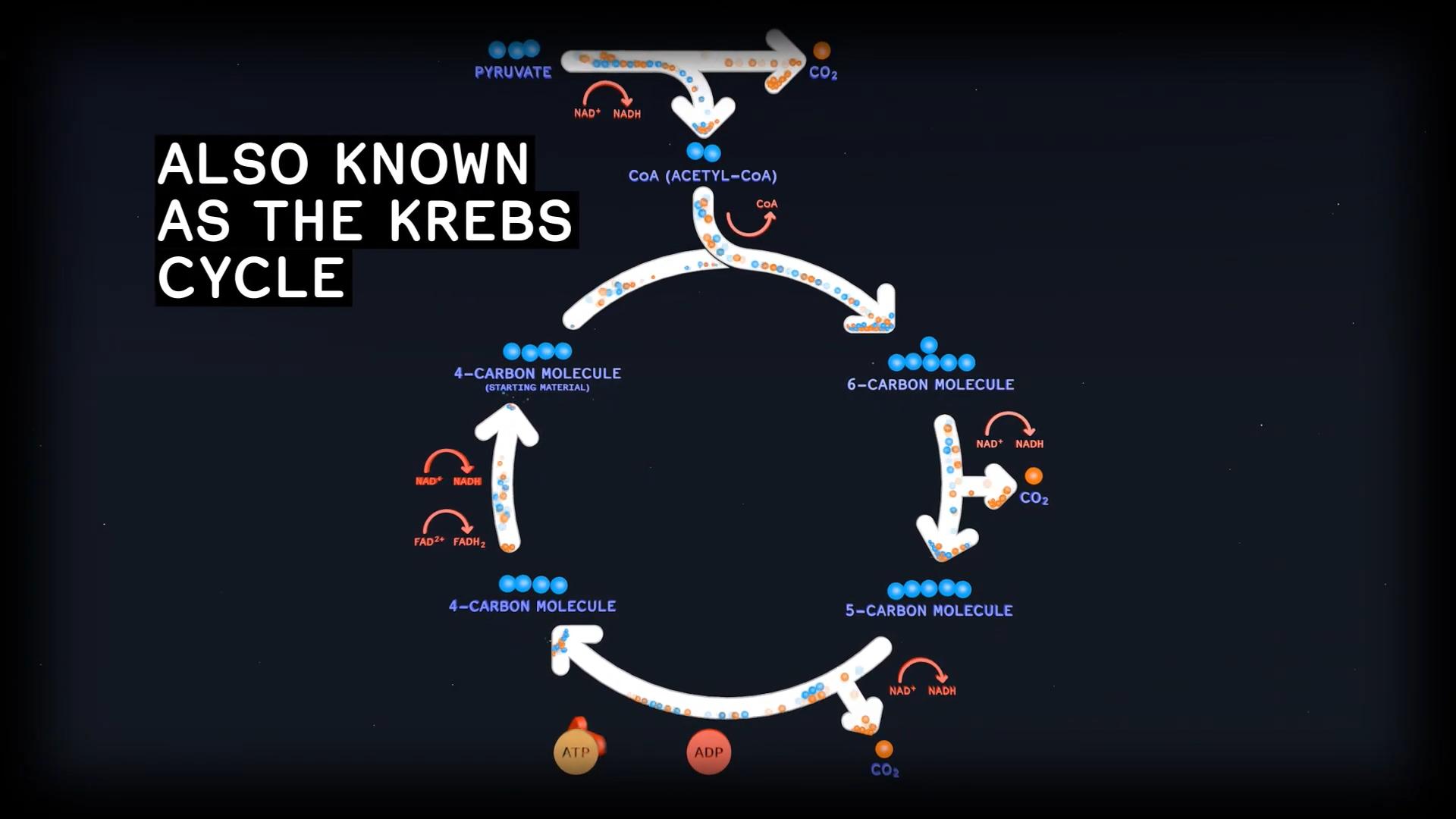 Film still of Krebs Cycle graphic 