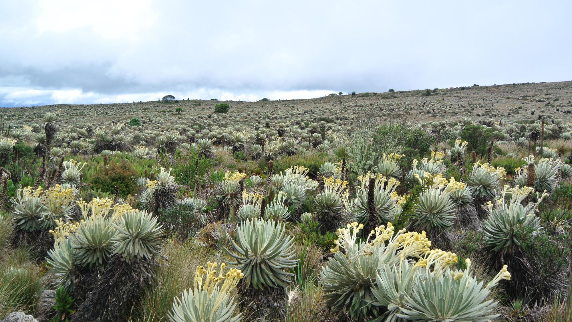 A field of cacti in the Colombian countryside