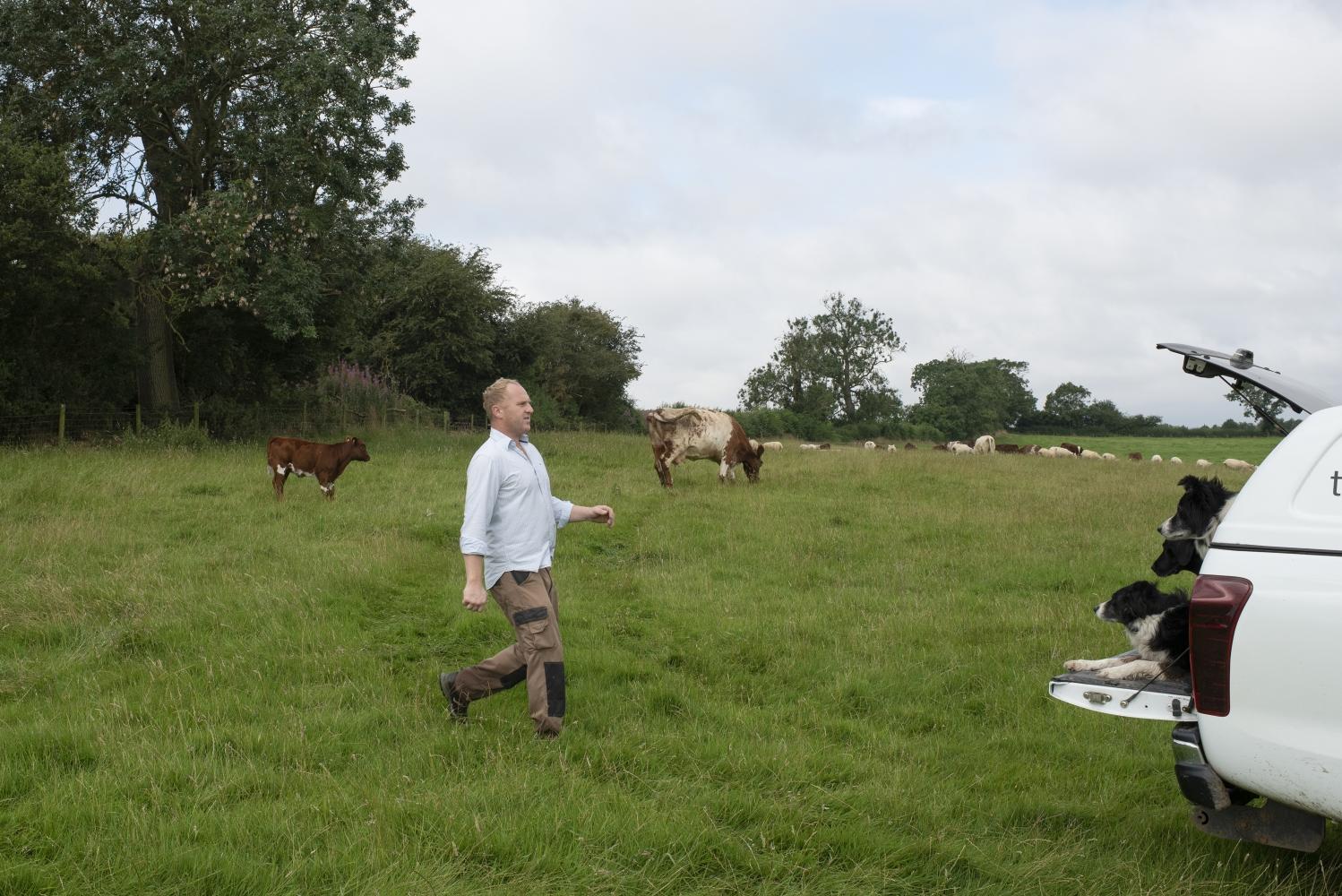 A man in a field of cows walking towards a car