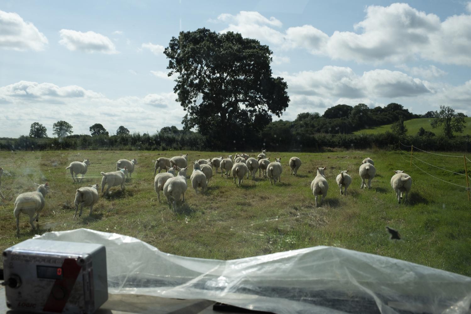 View of a field of sheep out the windscreen of a vehicle