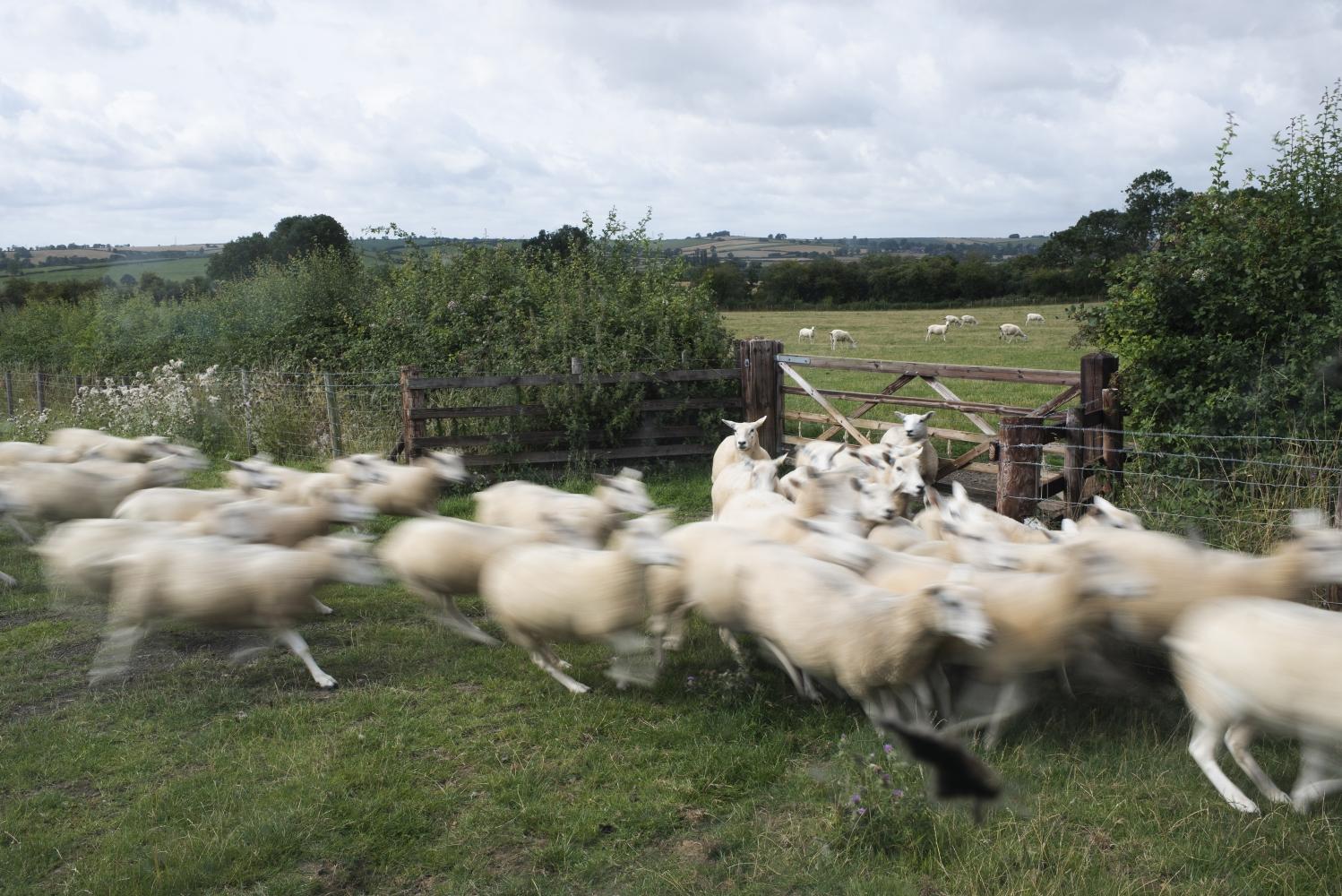A flock of sheep running in a field