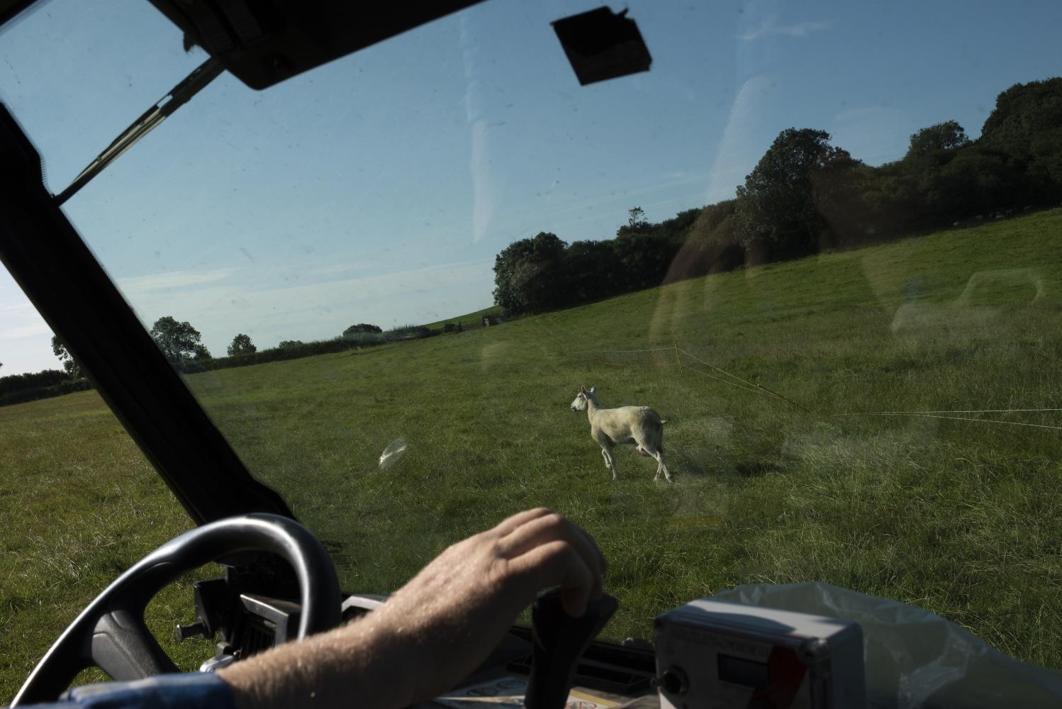 View of a sheep in a field out the windscreen of a tractor