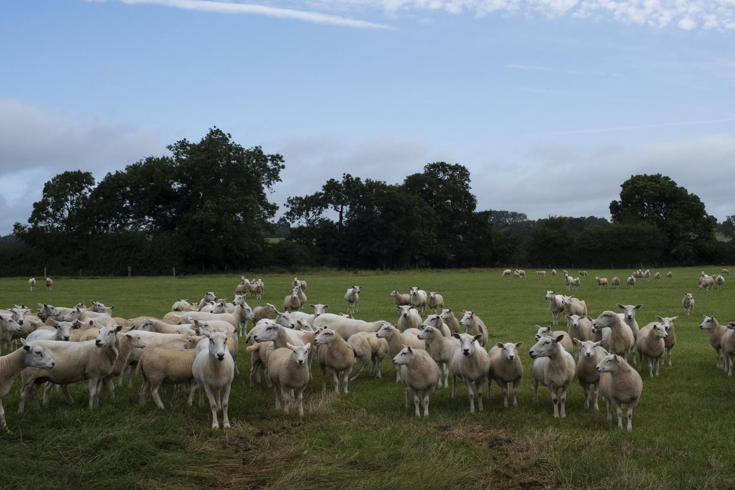 a flock of sheep in a field