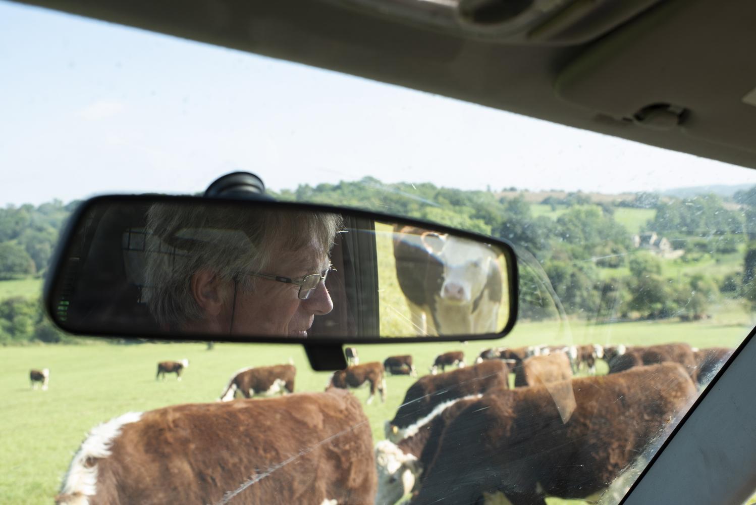 A view of cows in a field through a car windscreen