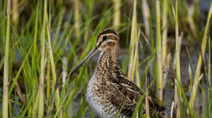 Snipe wading in shallow water