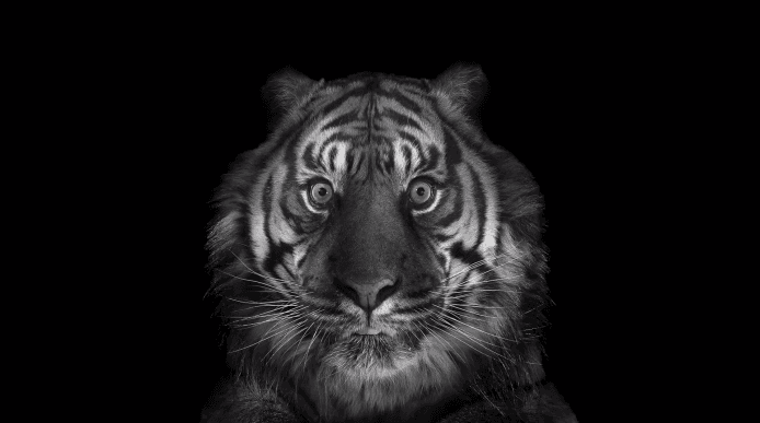 Black and white photograph of a tiger