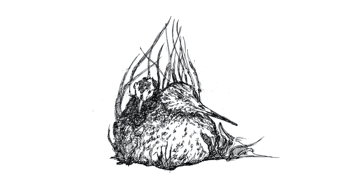Black and white illustration of a bird