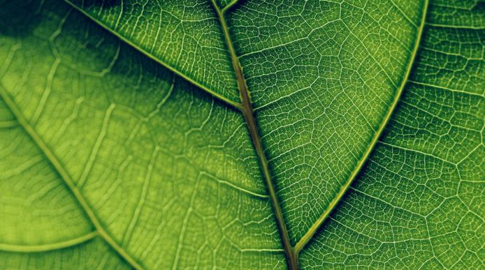Close-up image of a bright green leaf