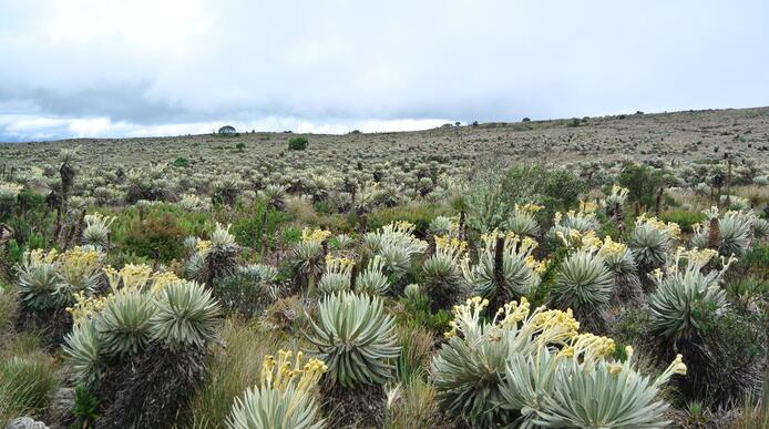 A field of cacti in the Colombian countryside